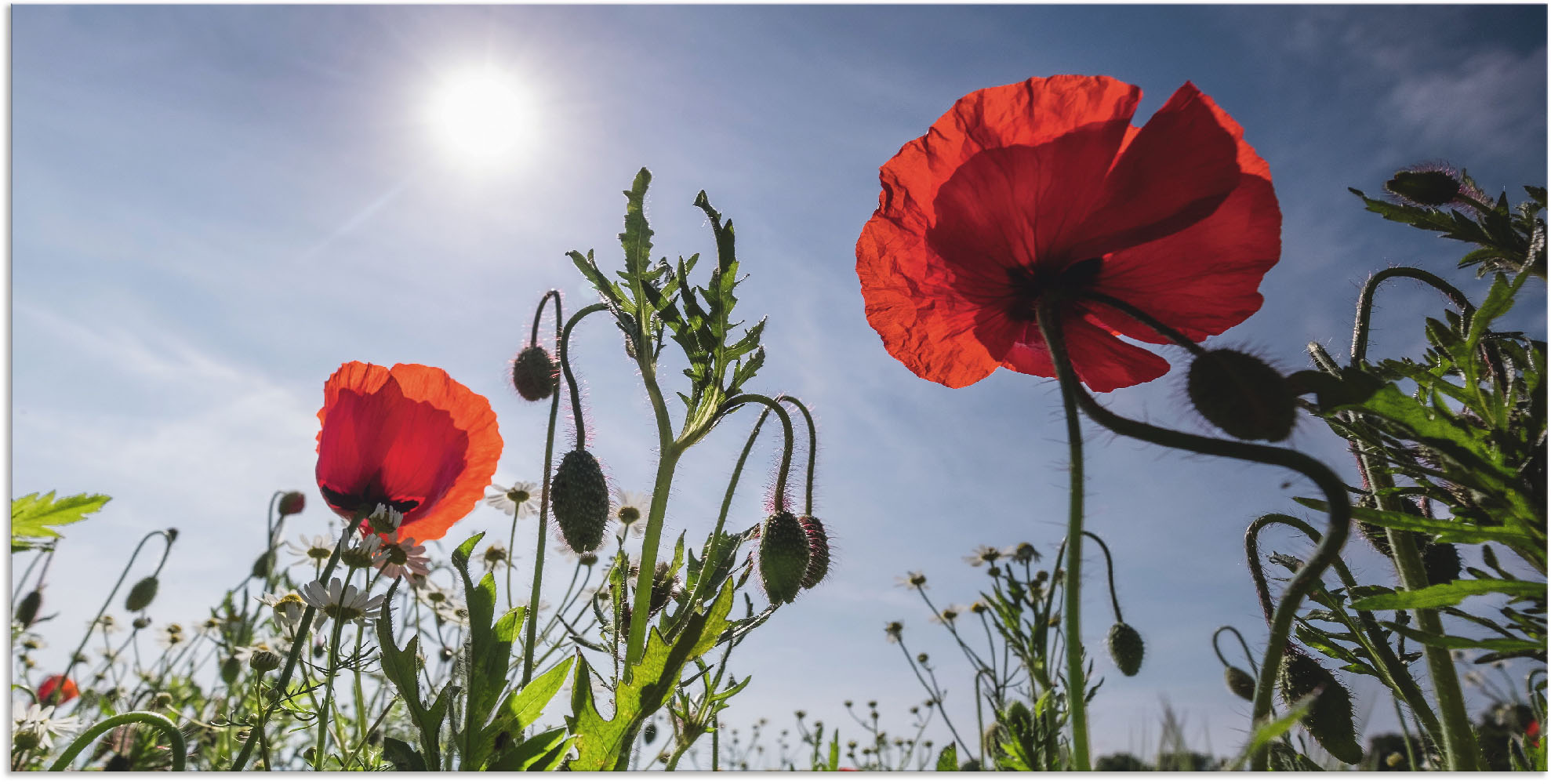 Artland Wandbild "Mohnblumen im Frühling", Blumenwiese, (1 St.), als Alubil günstig online kaufen