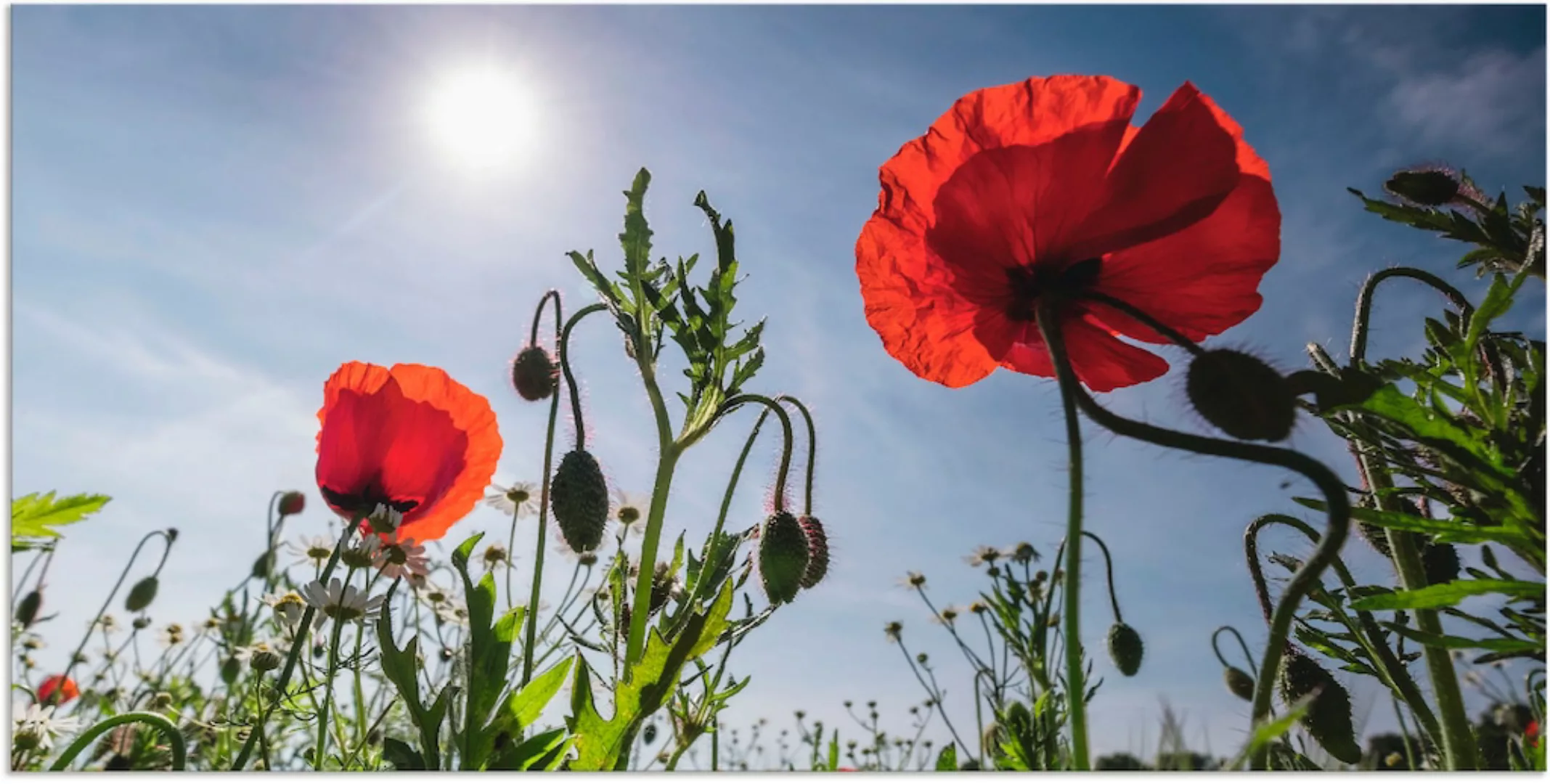 Artland Wandbild »Mohnblumen im Frühling«, Blumenwiese, (1 St.), als Alubil günstig online kaufen