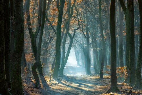 Papermoon Fototapete »Photo-Art ELLEN BORGGREVE, KALTES LICHT IM WALD« günstig online kaufen