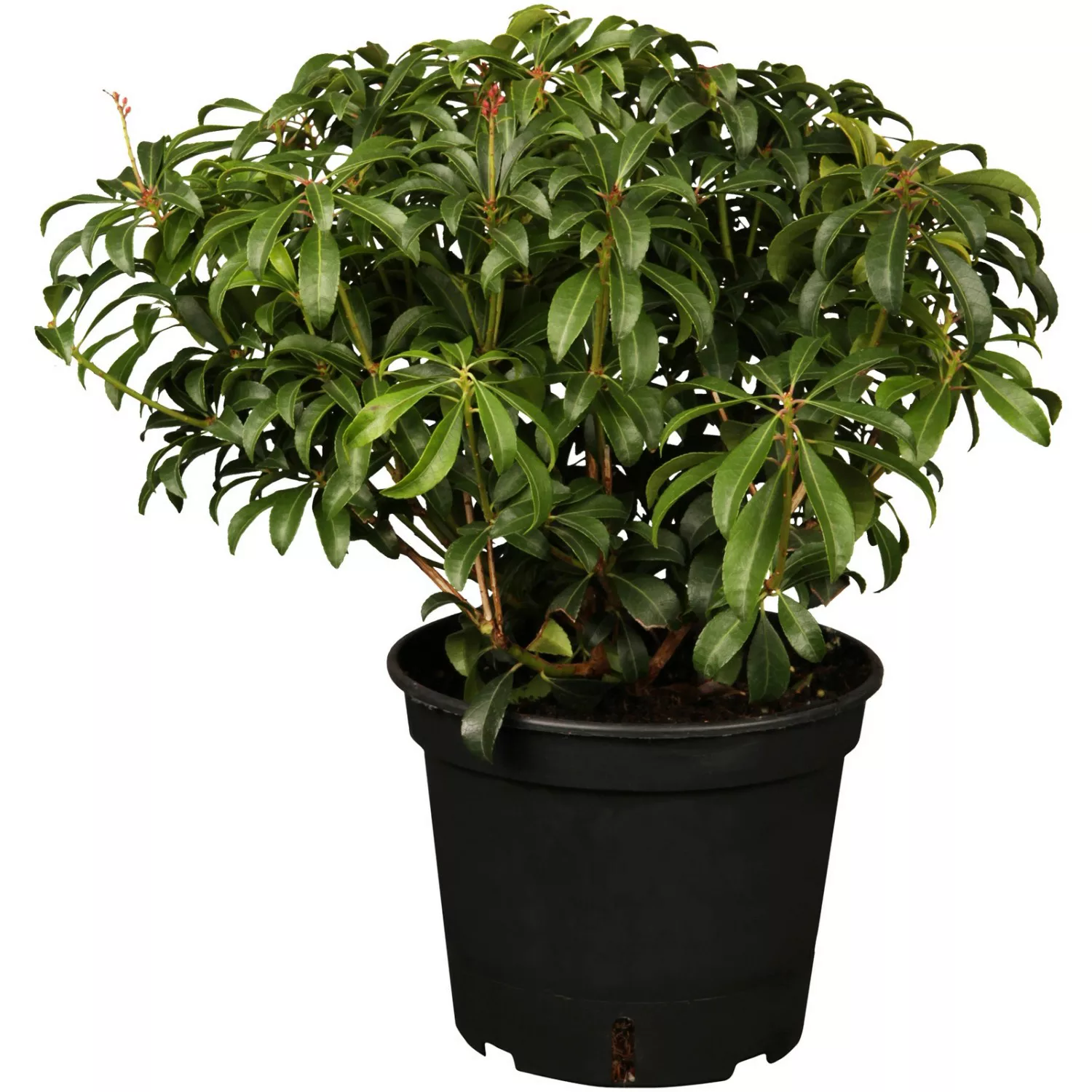 OBI Schattenglöckchen Variegata Weiß Höhe ca. 10 - 20 cm Topf ca. 2 l Pieri günstig online kaufen