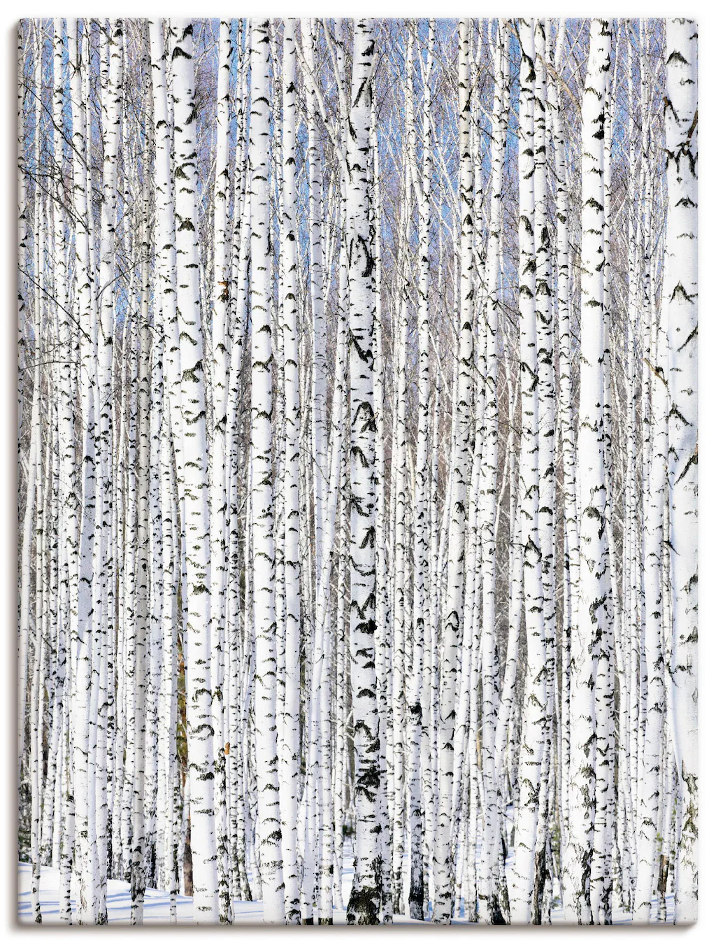 Artland Wandbild "Winterbirkenwald Wintergelassenheit", Bäume, (1 St.), als günstig online kaufen