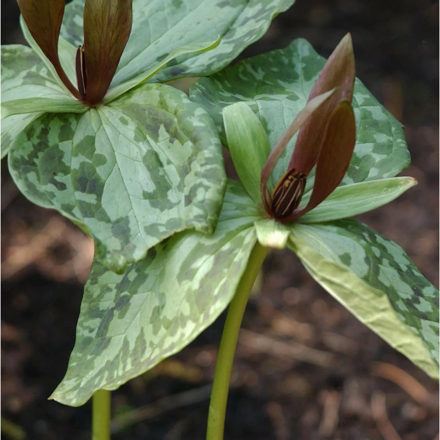 Braunblütige Waldlilie - Trillium sessile günstig online kaufen