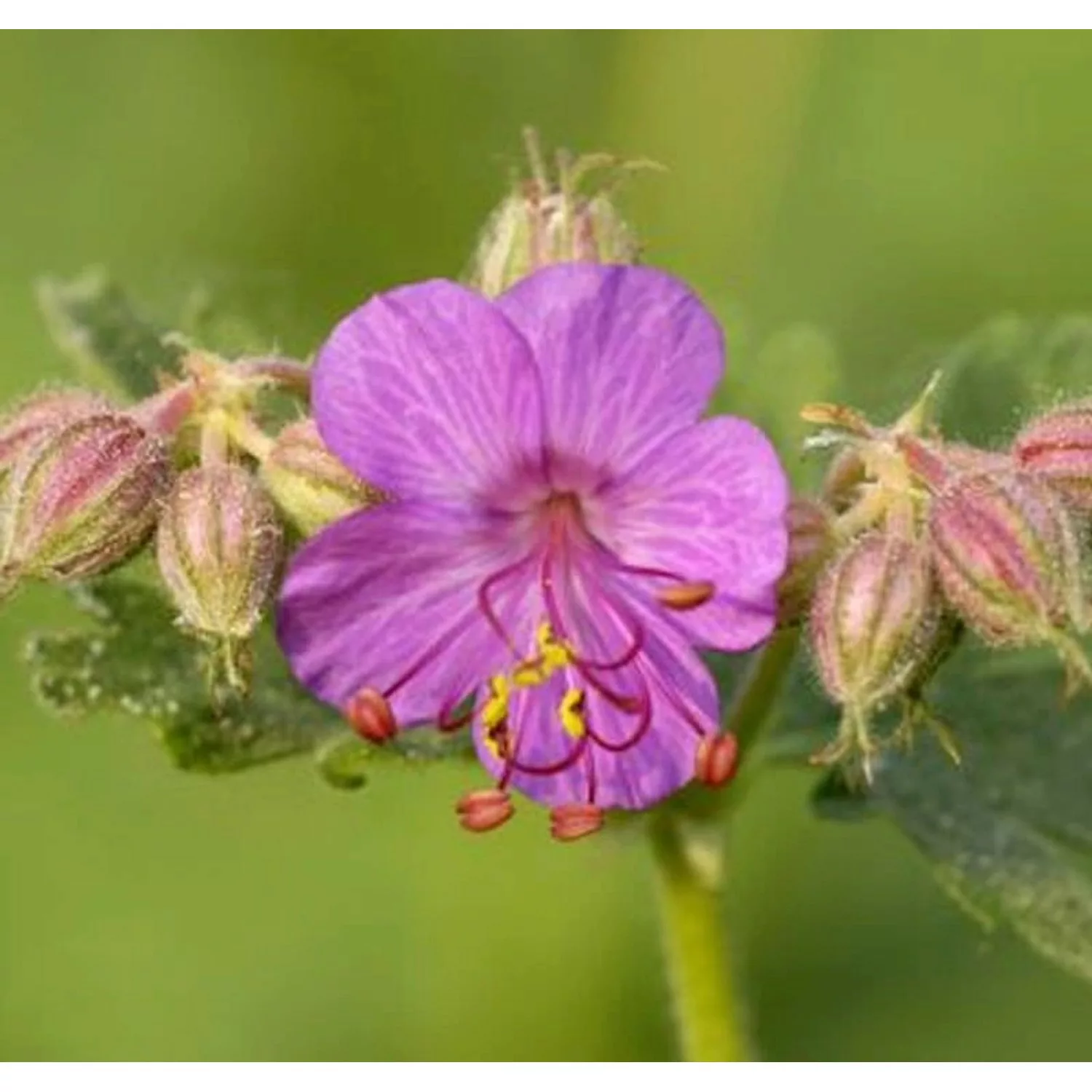 Balkanstorchschnabel Ingwersen - Geranium macrorrhizum günstig online kaufen