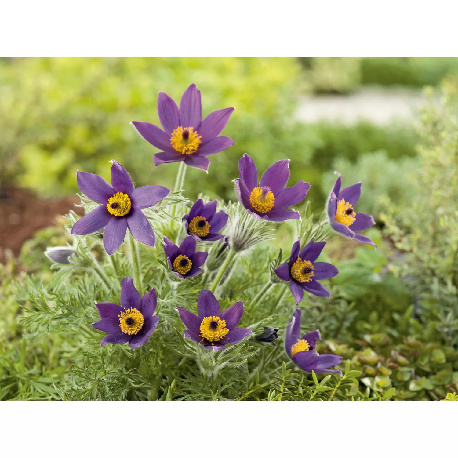 GROW by OBI Kuhschelle Blaue Glocke Blau Topf-Ø ca. 9 cm x 9 cm Pulsatilla günstig online kaufen