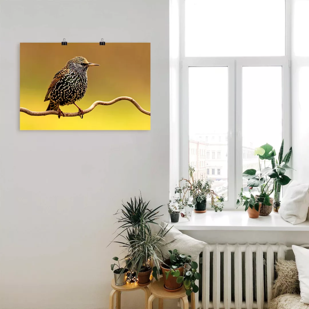 Artland Wandbild »Star«, Vogelbilder, (1 St.), als Leinwandbild, Poster in günstig online kaufen