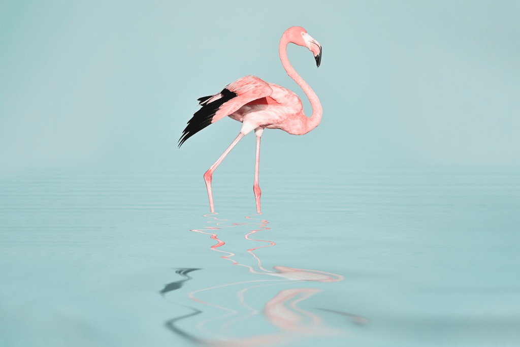 A.S. Création Leinwandbild "Flamingo Water - Wandbild Blau Rosa Grau Keilra günstig online kaufen