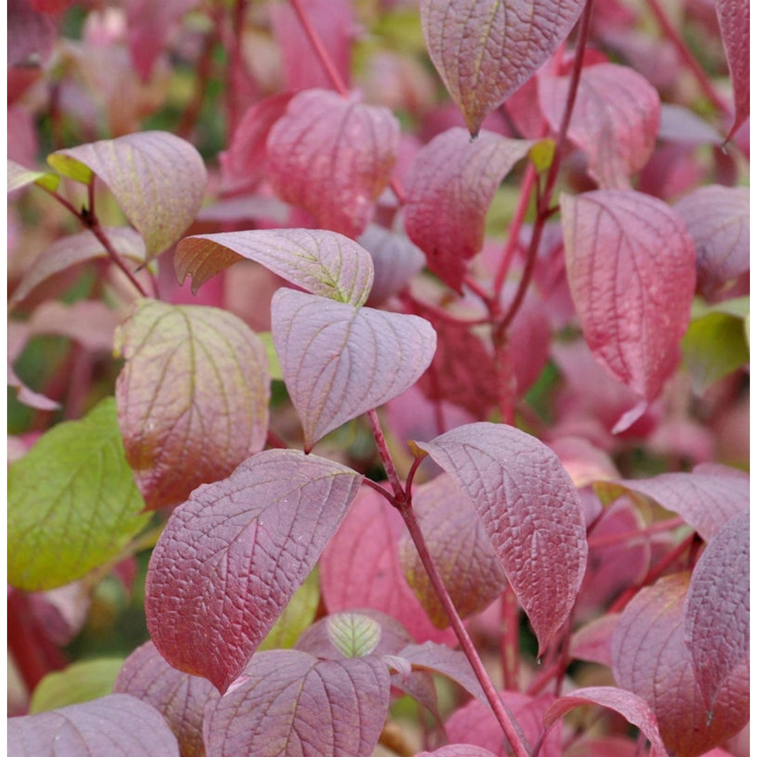 Sibirischer Hartriegel Siberian Pearls 60-80cm - Cornus alba günstig online kaufen