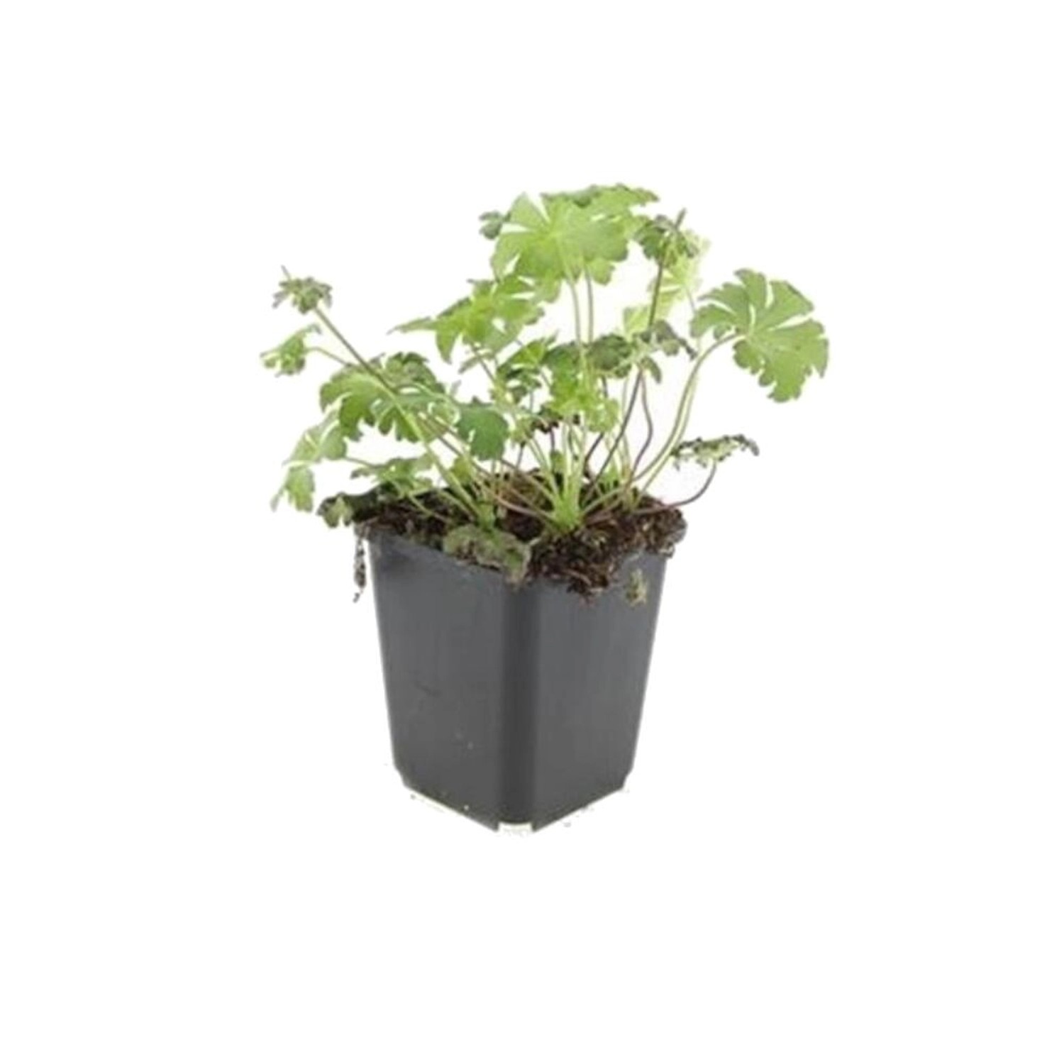 Exotenherz Bodendecker Schnee Storchschnabel Geranium Sanguineum Album 9cm günstig online kaufen