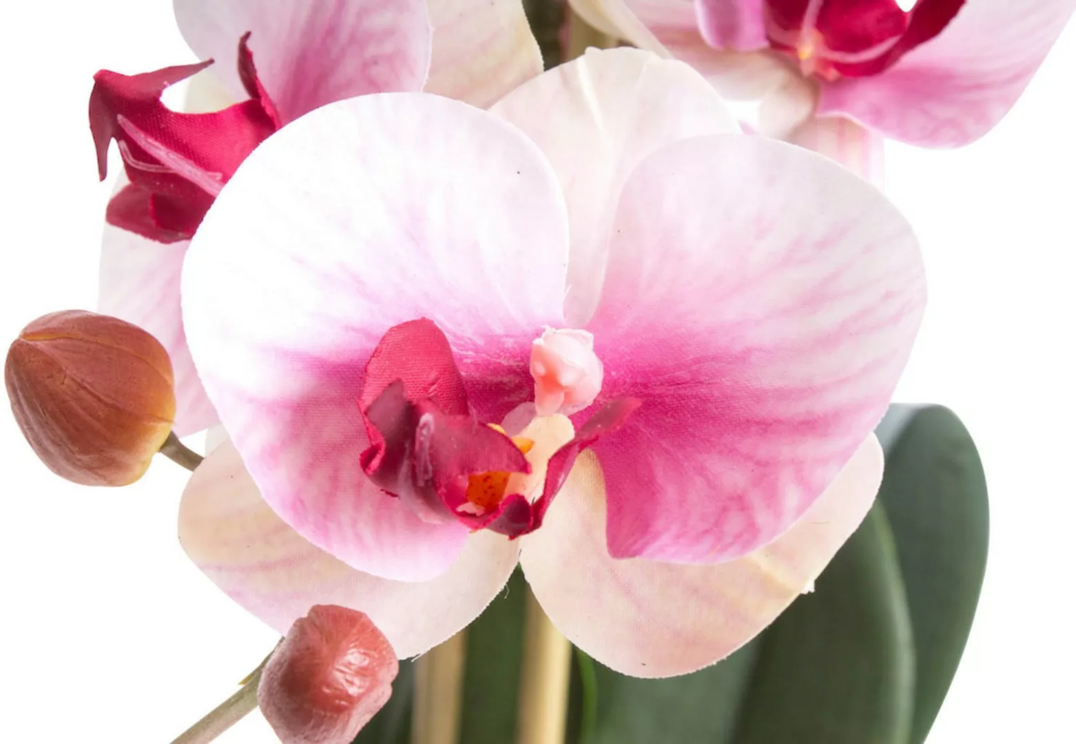 Botanic-Haus Kunstorchidee "Orchidee Bora" günstig online kaufen