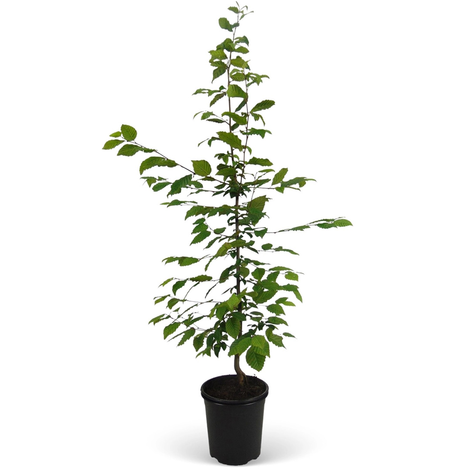 Hainbuche Set à 150 Stück Höhe ca. 80 - 100 cm Topf ca. 3 l Carpinus betulu günstig online kaufen