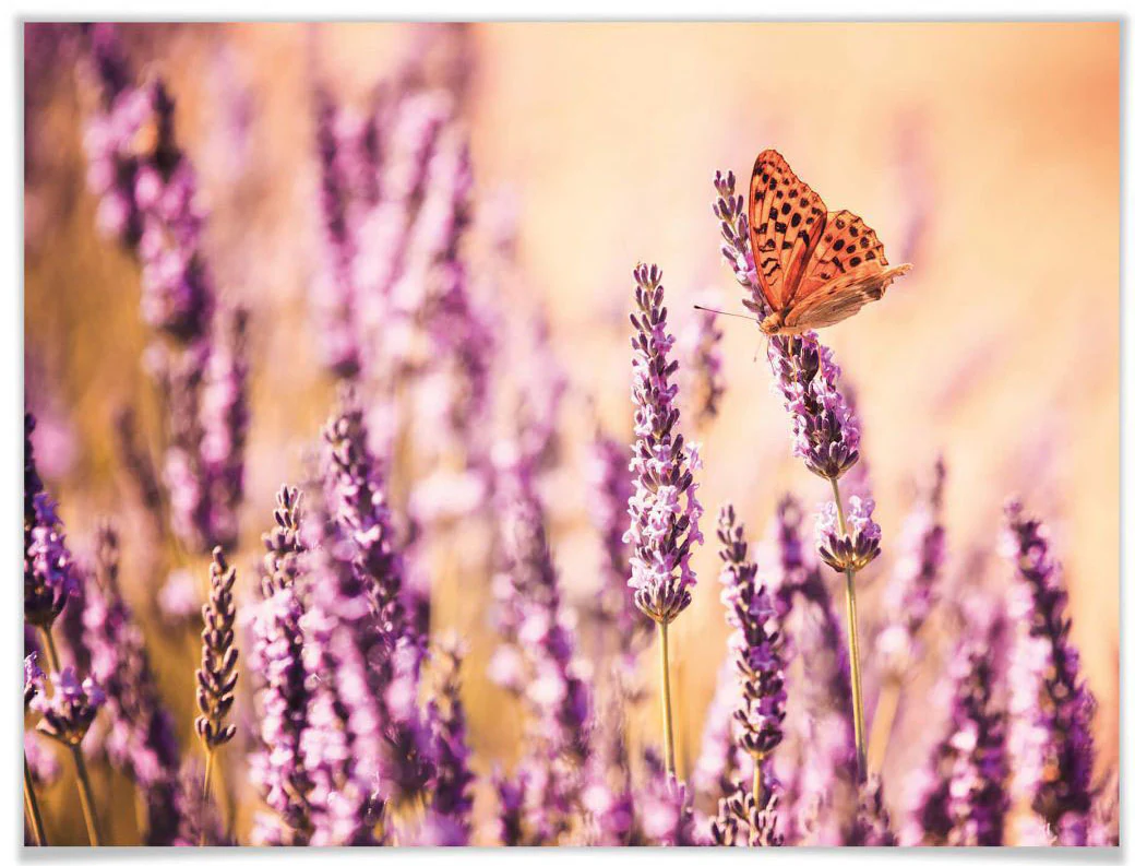 Wall-Art Poster »Schmetterling Lavendel«, Schmetterlinge, (Set, 1 St.), Pos günstig online kaufen