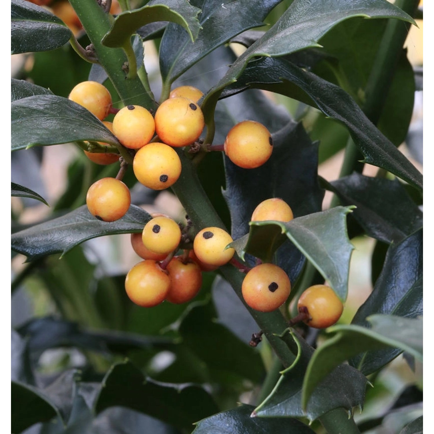 Amerikanischer Ilex Golden Girl 80-100cm - ilex meserveae günstig online kaufen