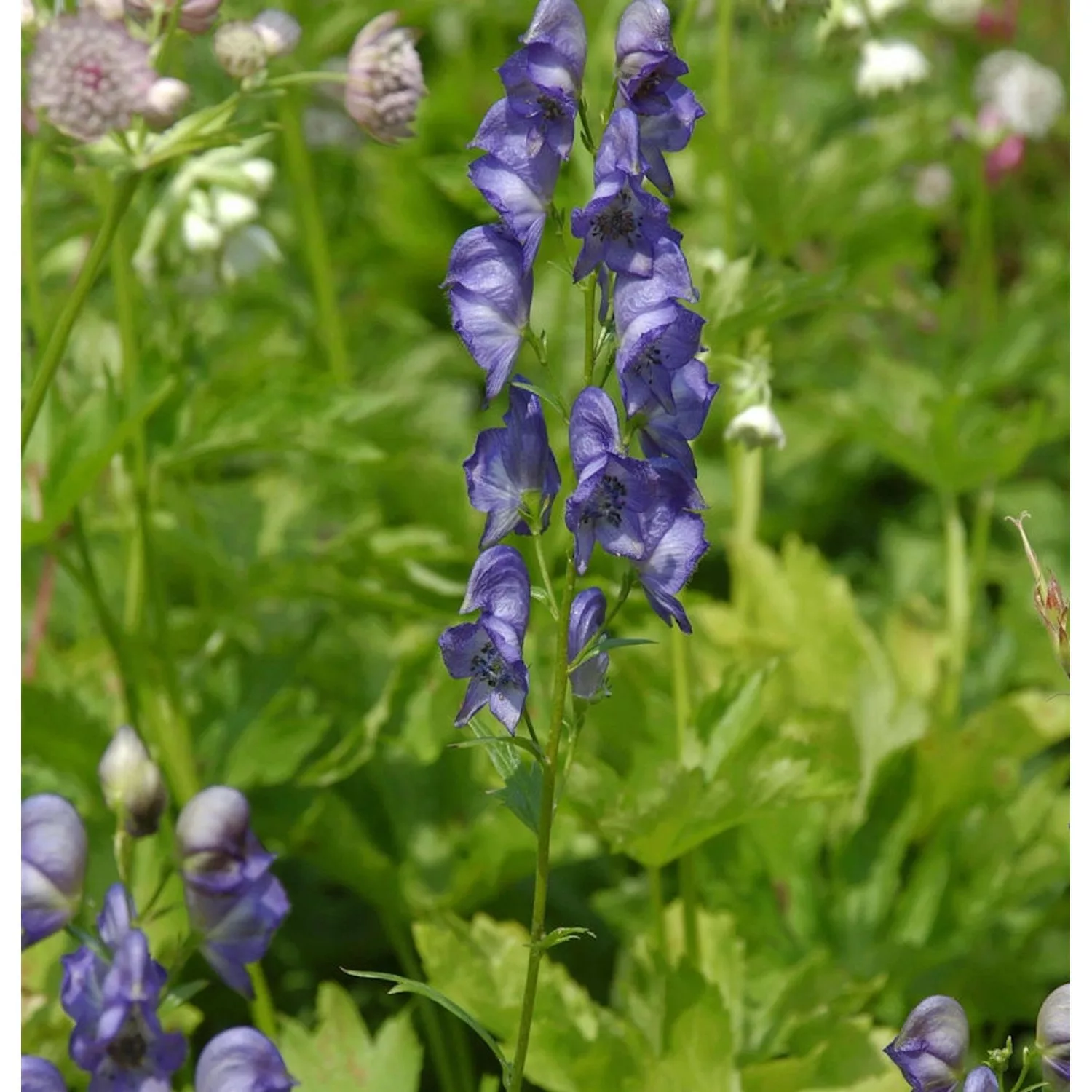 Eisenhut Kleiner Ritter - Aconitum napellus günstig online kaufen