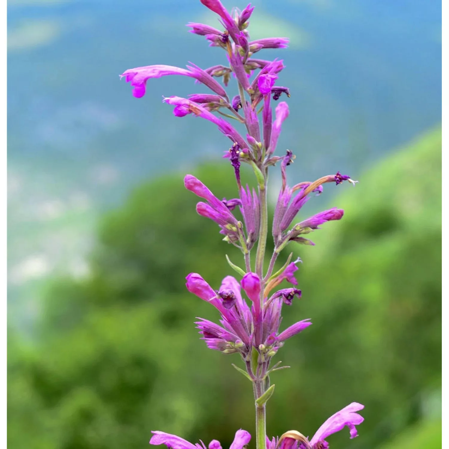 Mexikanische Agastache Sangria - Agastache mexicana günstig online kaufen