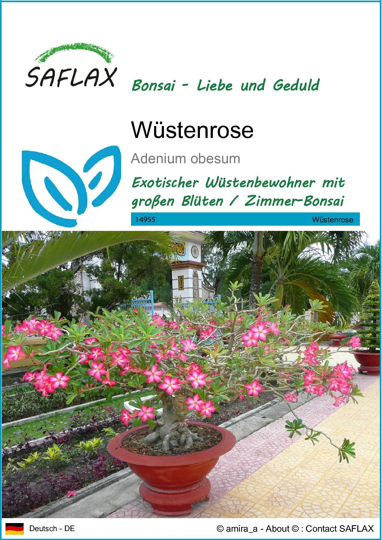 SAFLAX Blumensamen SAFLAX - Samen - günstig online kaufen