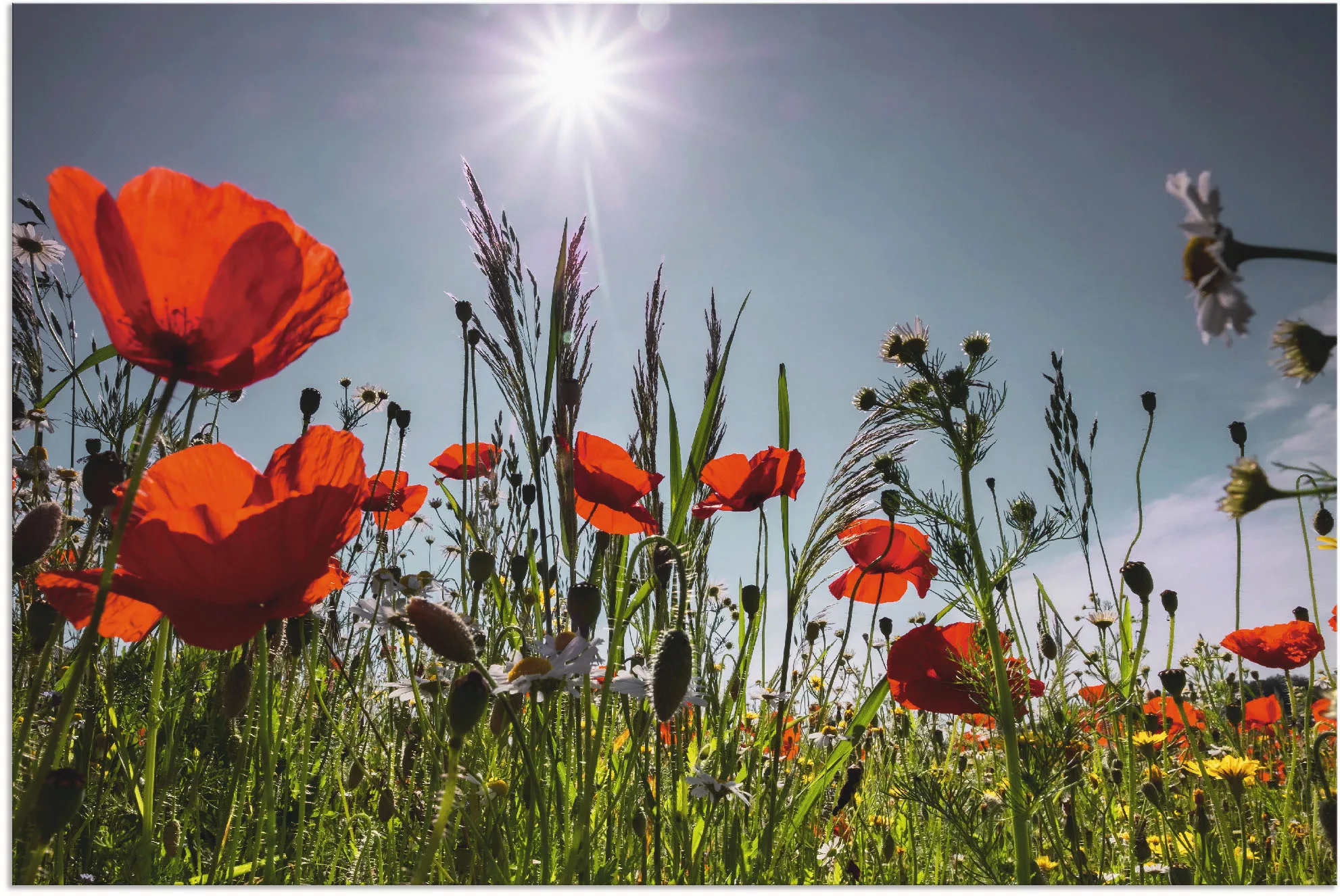 Artland Wandbild »Mohnblumenwiese«, Blumenwiese, (1 St.), als Alubild, Outd günstig online kaufen