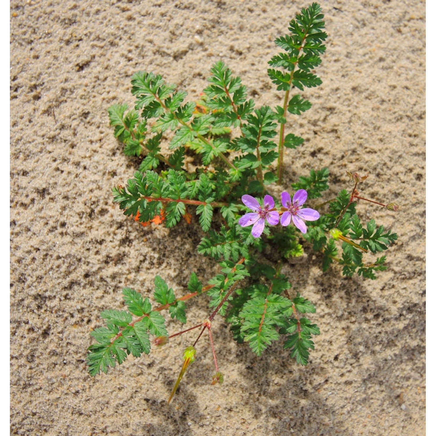 Großer Reiherschnabel - Erodium hybridum günstig online kaufen