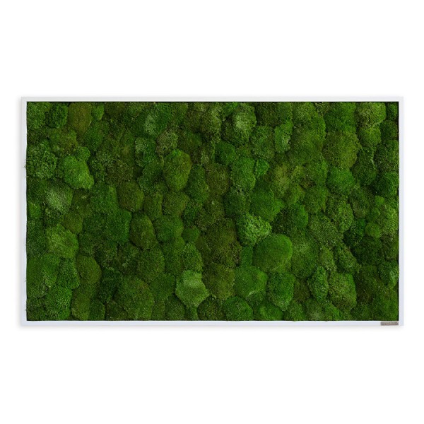 Moosbild im Kugelmoosdesign | 100x60cm | Vollholz Rahmen weiß günstig online kaufen