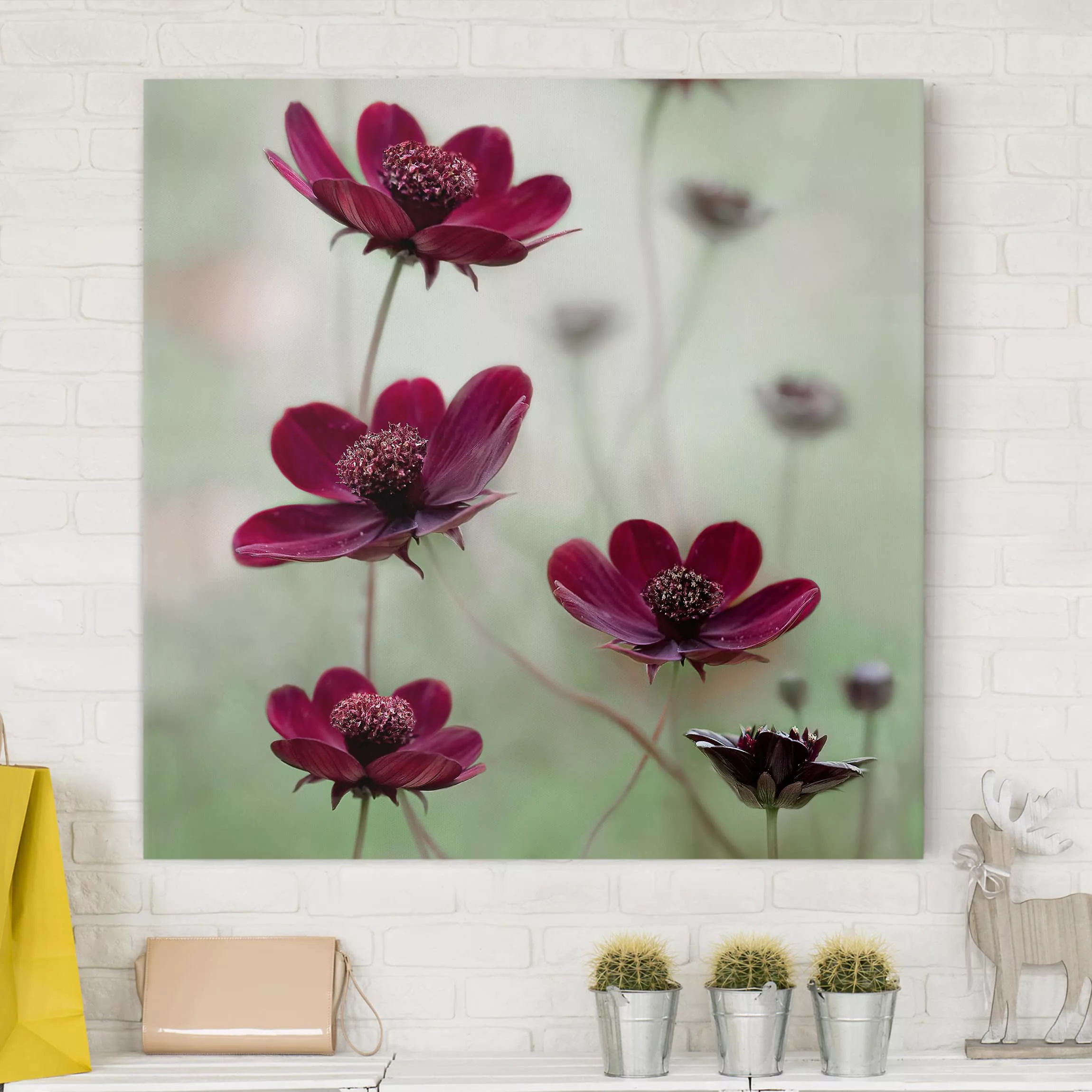 Leinwandbild Blumen - Quadrat Pinke Kosmeen günstig online kaufen