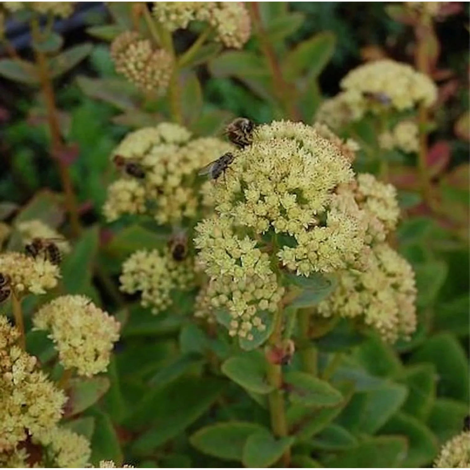 Prächtige Fetthenne Sunkissed - Sedum spectabile günstig online kaufen