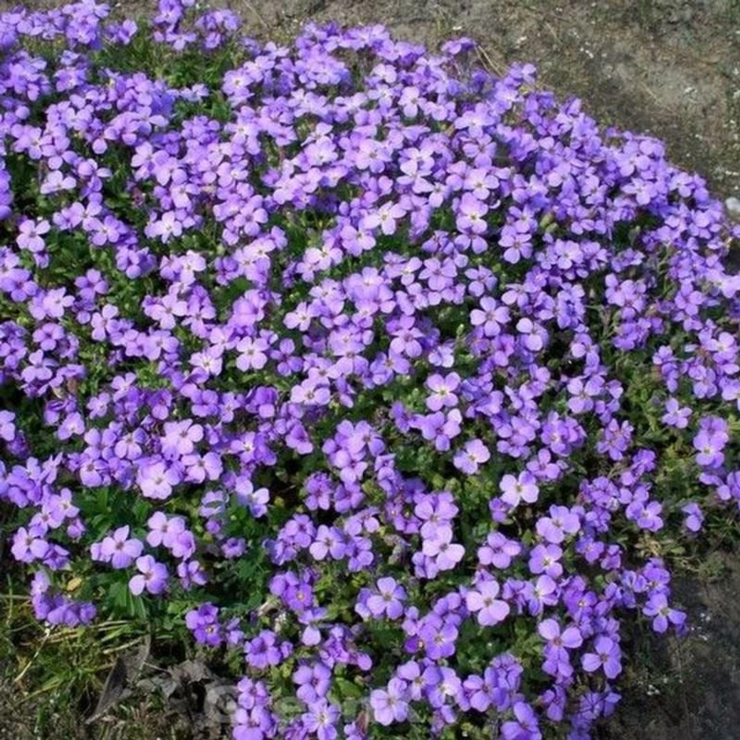 Blaukissen Schloß Eckberg - Aubrieta cultorum günstig online kaufen