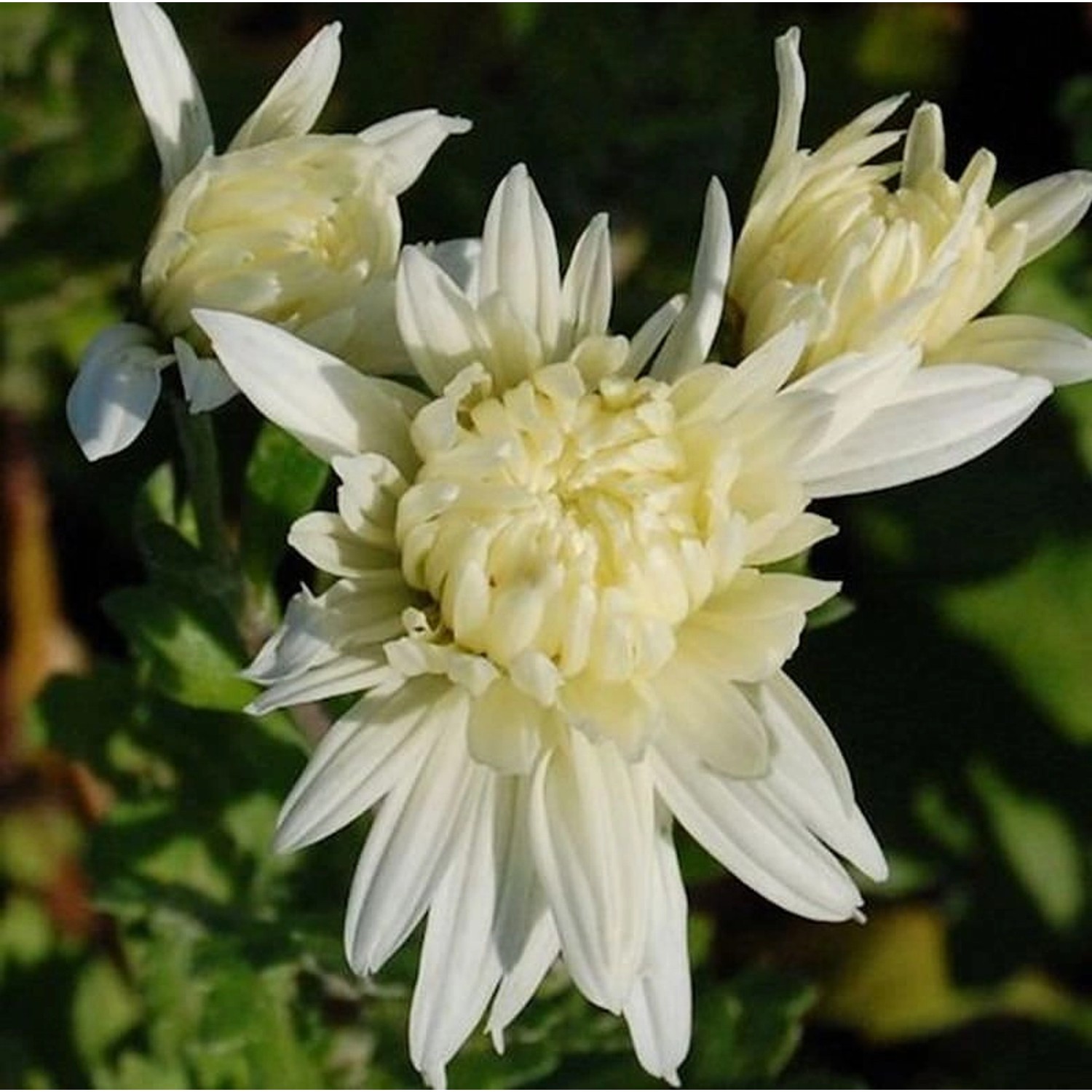 Winteraster Larry - Chrysanthemum hortorum günstig online kaufen