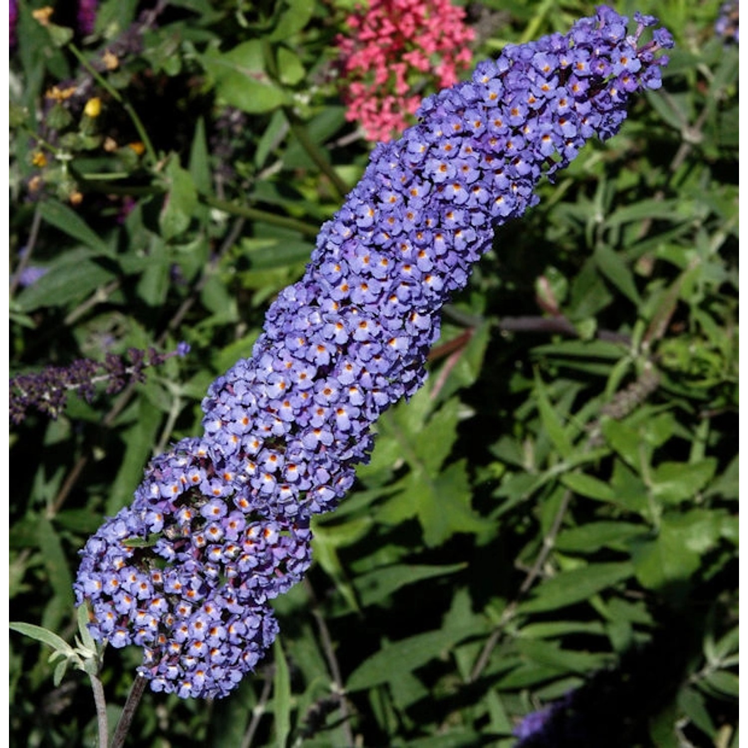 Sommerflieder Nanho Blue 60-80cm - Buddleja günstig online kaufen