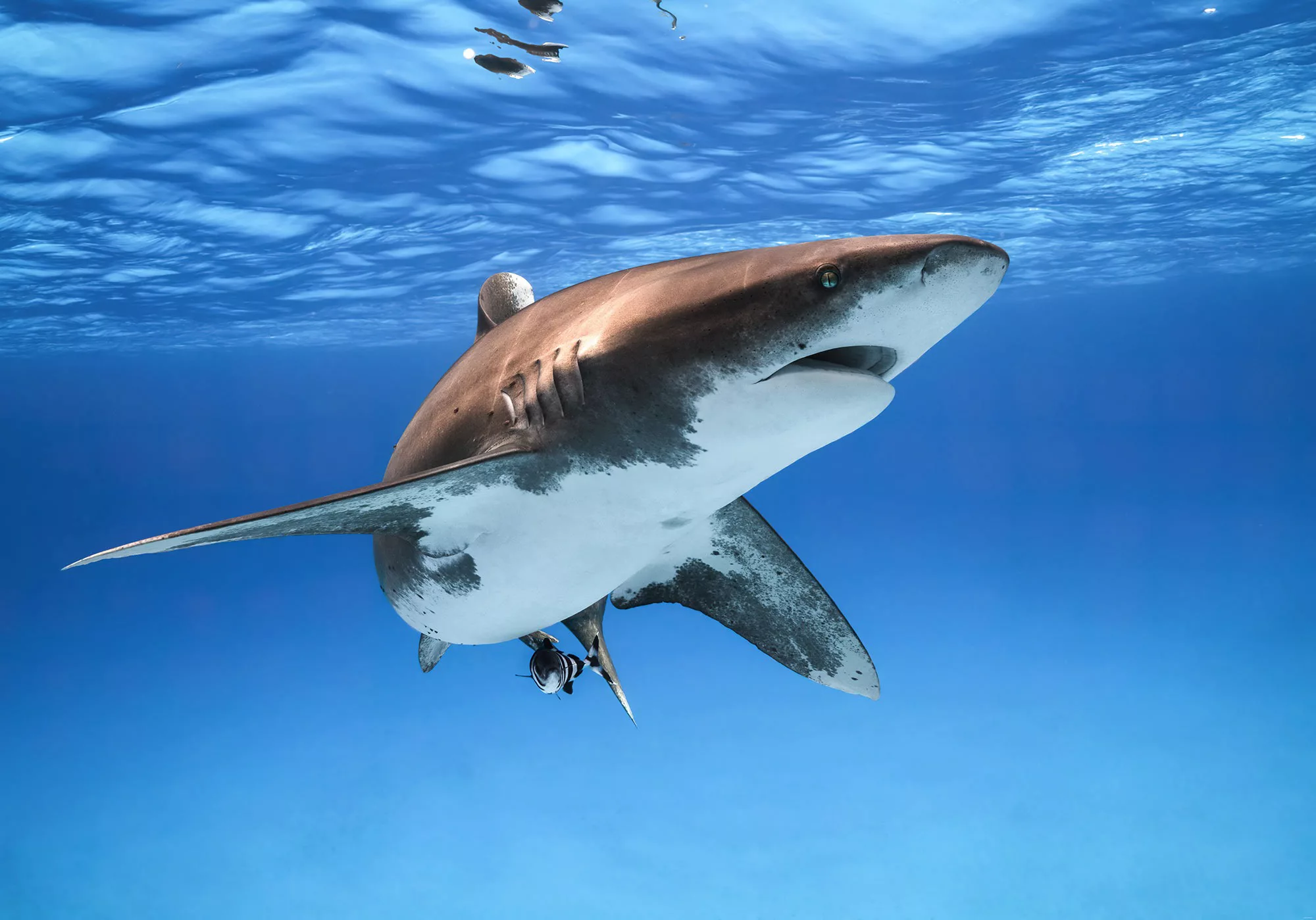 KOMAR Vlies Fototapete - Great White Shark - Größe 400 x 280 cm mehrfarbig günstig online kaufen