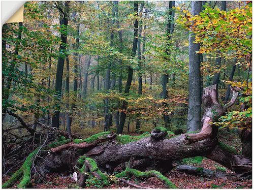 Artland Wandfolie »Ein alter Riese, neuer Lebensraum«, Wald, (1 St.), selbs günstig online kaufen