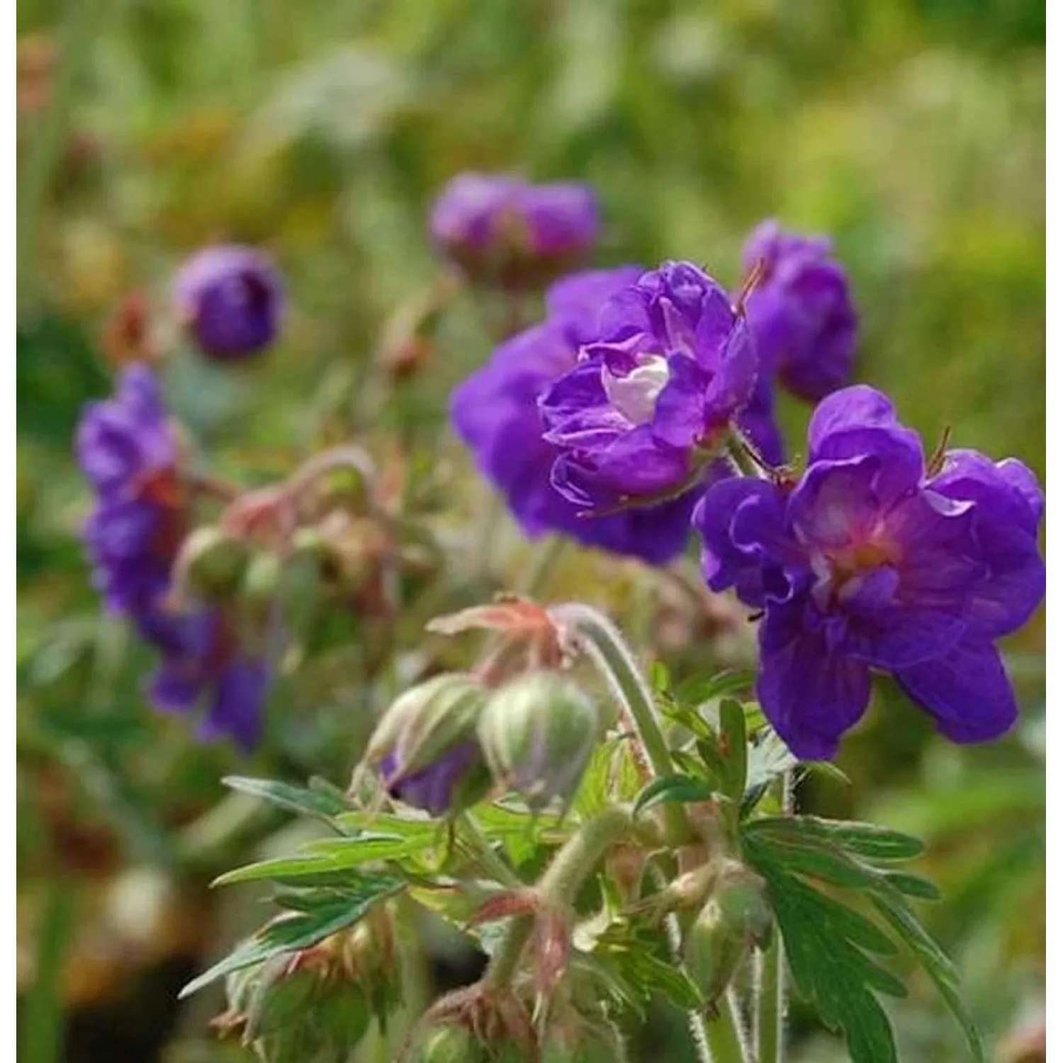 Wiesenstorchschnabel Plenum Violaceum - Geranium pratense günstig online kaufen