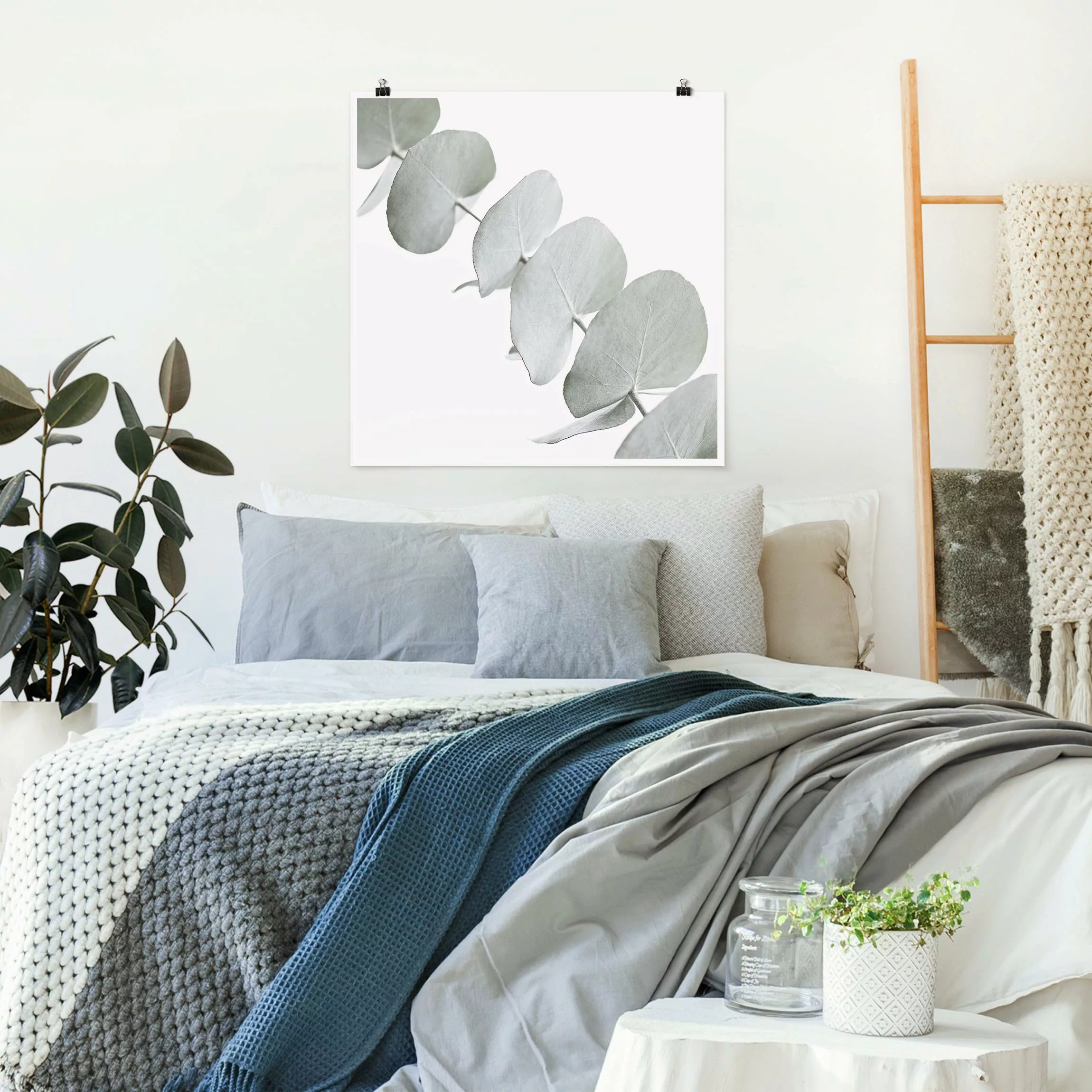 Poster Eukalyptuszweig im Weißen Licht günstig online kaufen