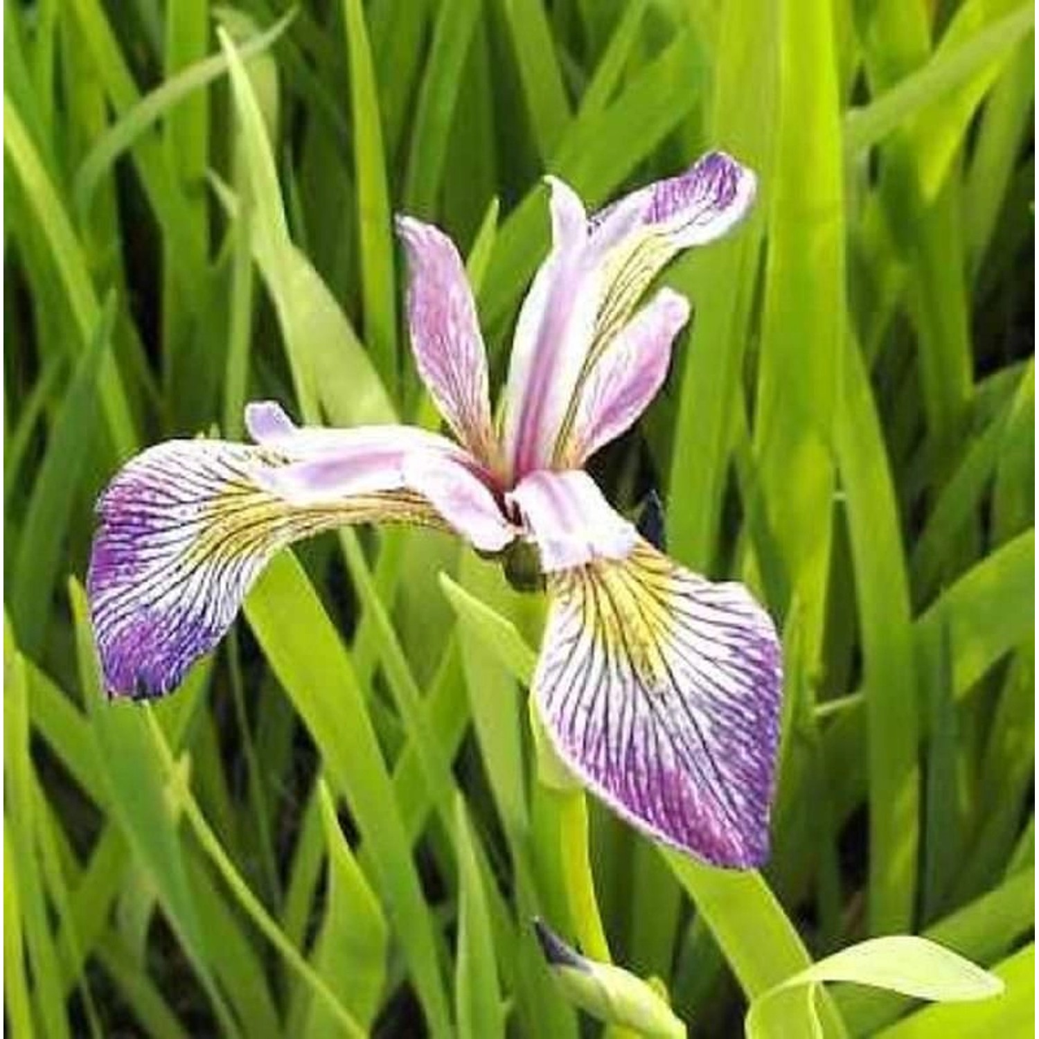 Schwertlilie Versicolor Kermesina - Iris versicolor günstig online kaufen