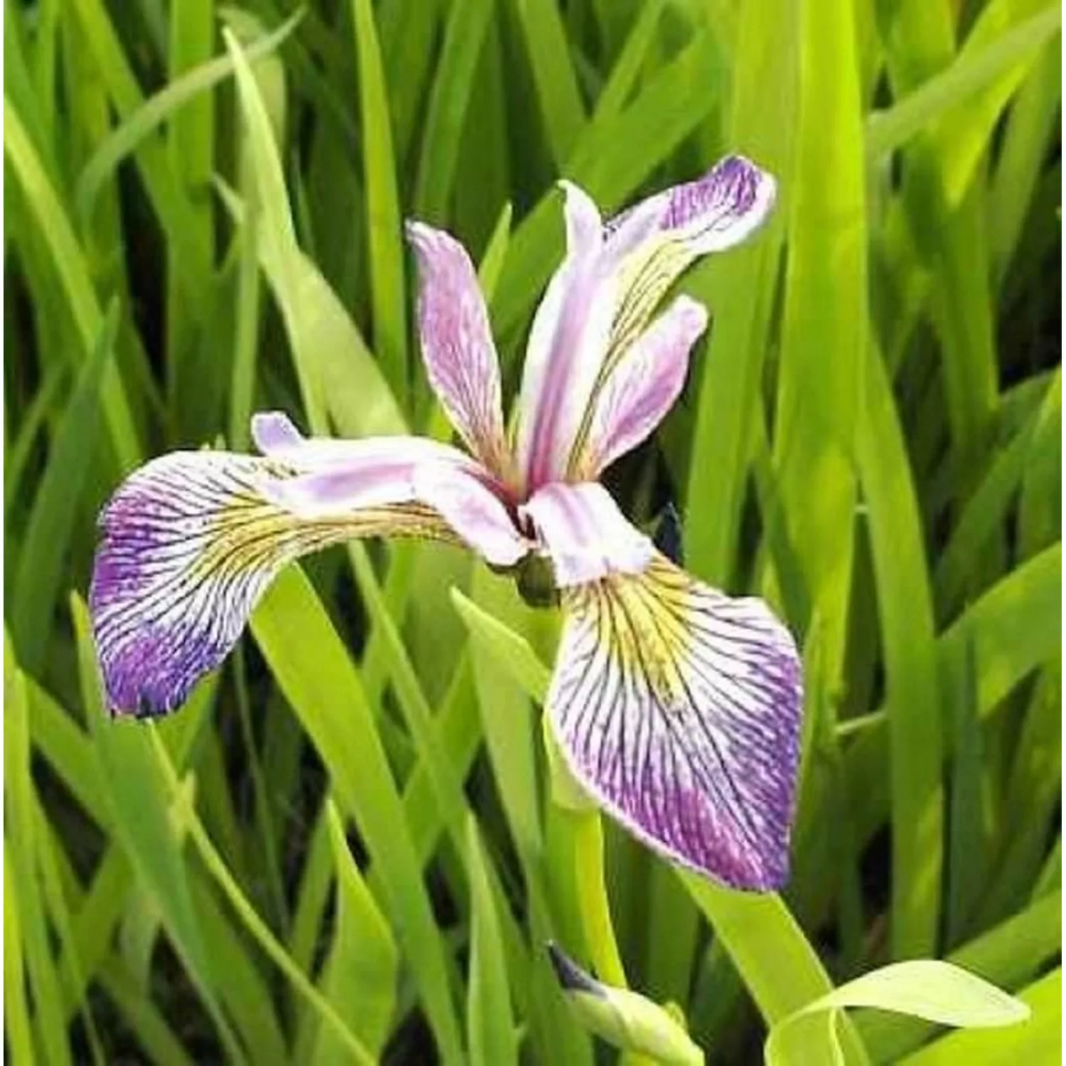 Schwertlilie Versicolor Kermesina - Iris versicolor günstig online kaufen