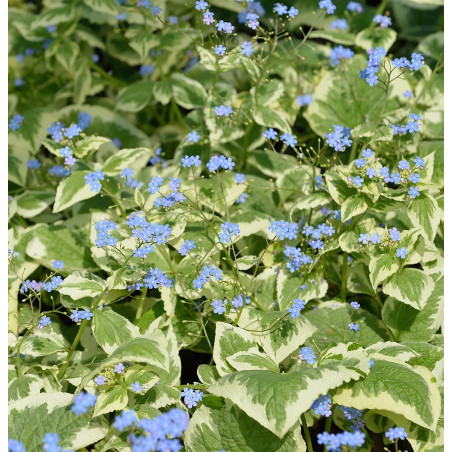 Kaukasus Vergißmeinnicht Variegata - Brunnera macrophylla günstig online kaufen