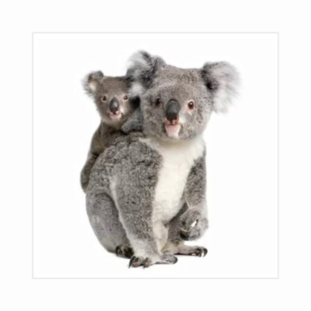 Bilderwelten Kindertapete Koalabären grau Gr. 336 x 336 günstig online kaufen