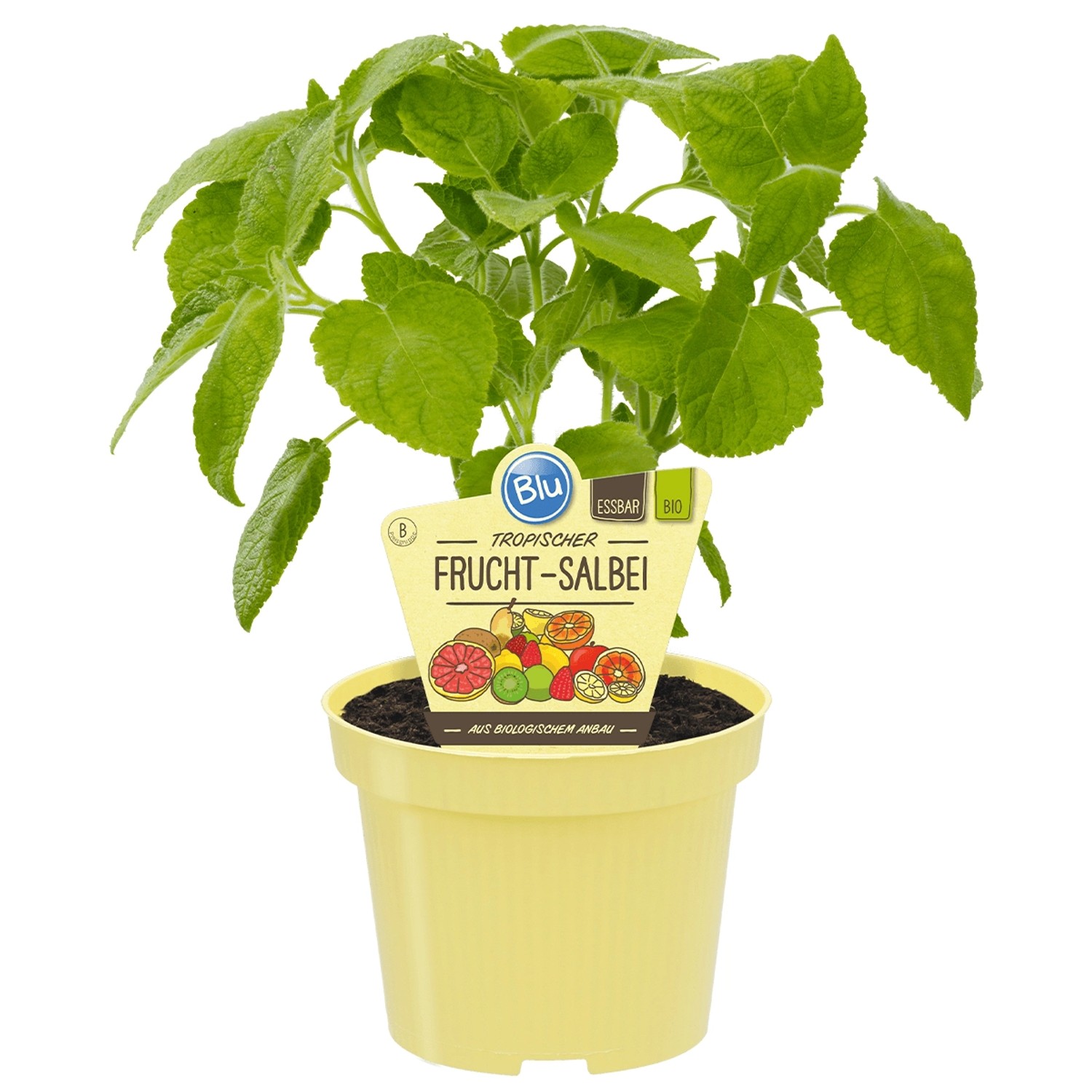 Blu Bio-Frucht-Salbei Topf-Ø ca. 12 cm Salvia günstig online kaufen