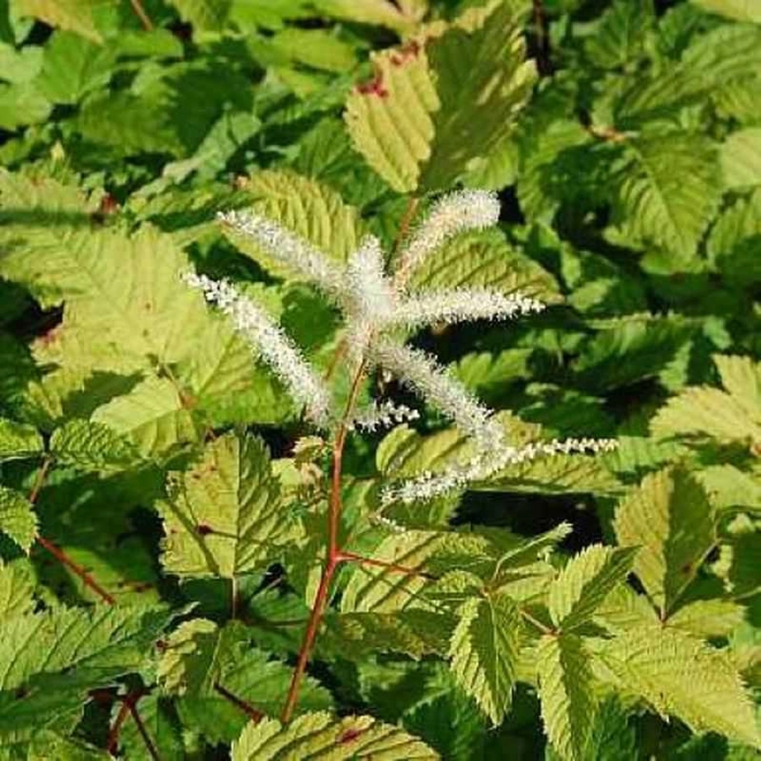 Chinesische Waldgeißbart Zweiweltenkind - Aruncus sinensis günstig online kaufen