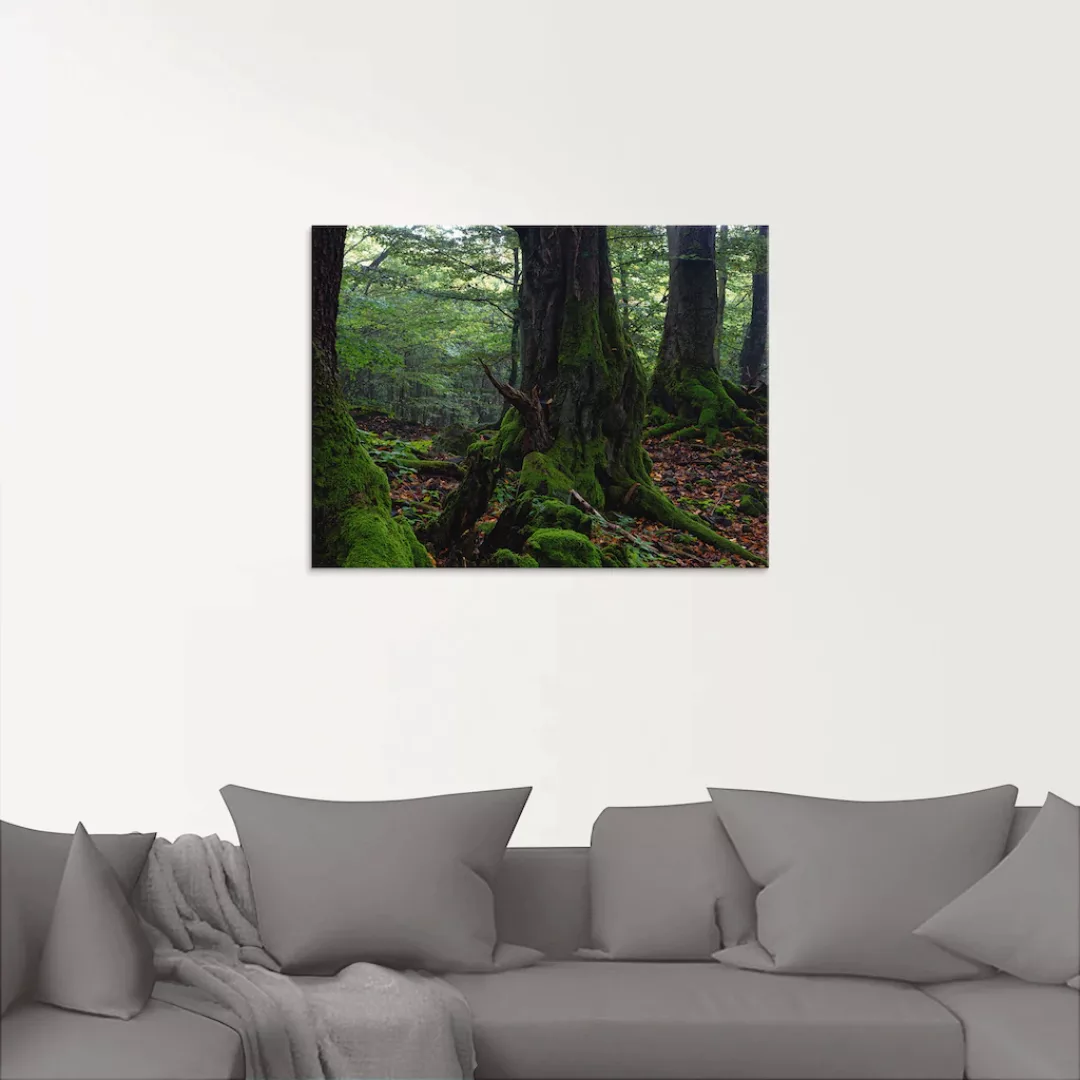 Artland Glasbild "Alte Bäume am Kraterrand", Wald, (1 St.) günstig online kaufen