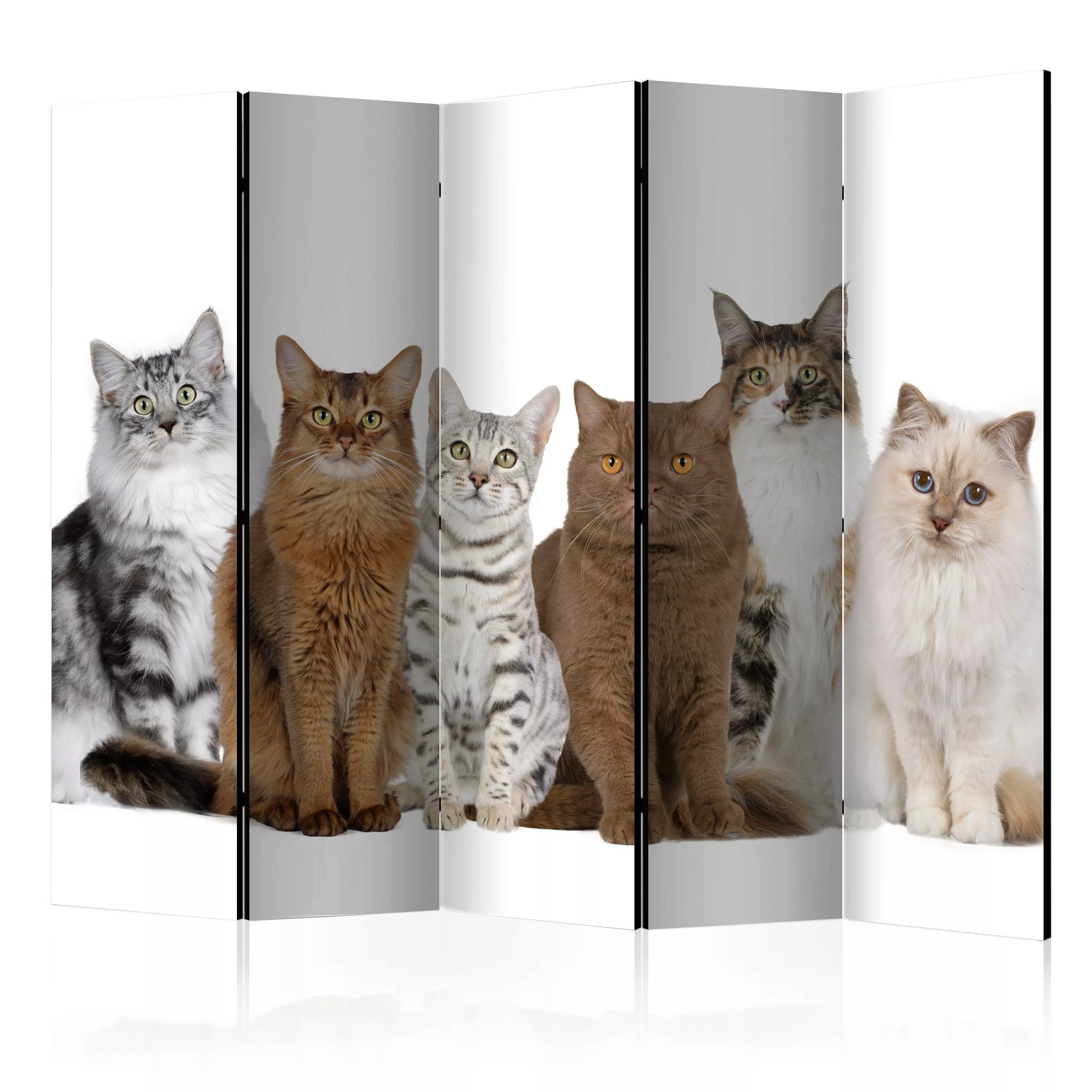 5-teiliges Paravent - Sweet Cats Ii [room Dividers] günstig online kaufen