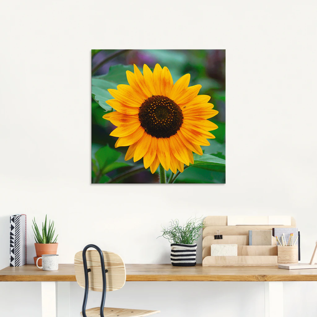 Artland Glasbild »Sonnenblume«, Blumen, (1 St.), in verschiedenen Größen günstig online kaufen