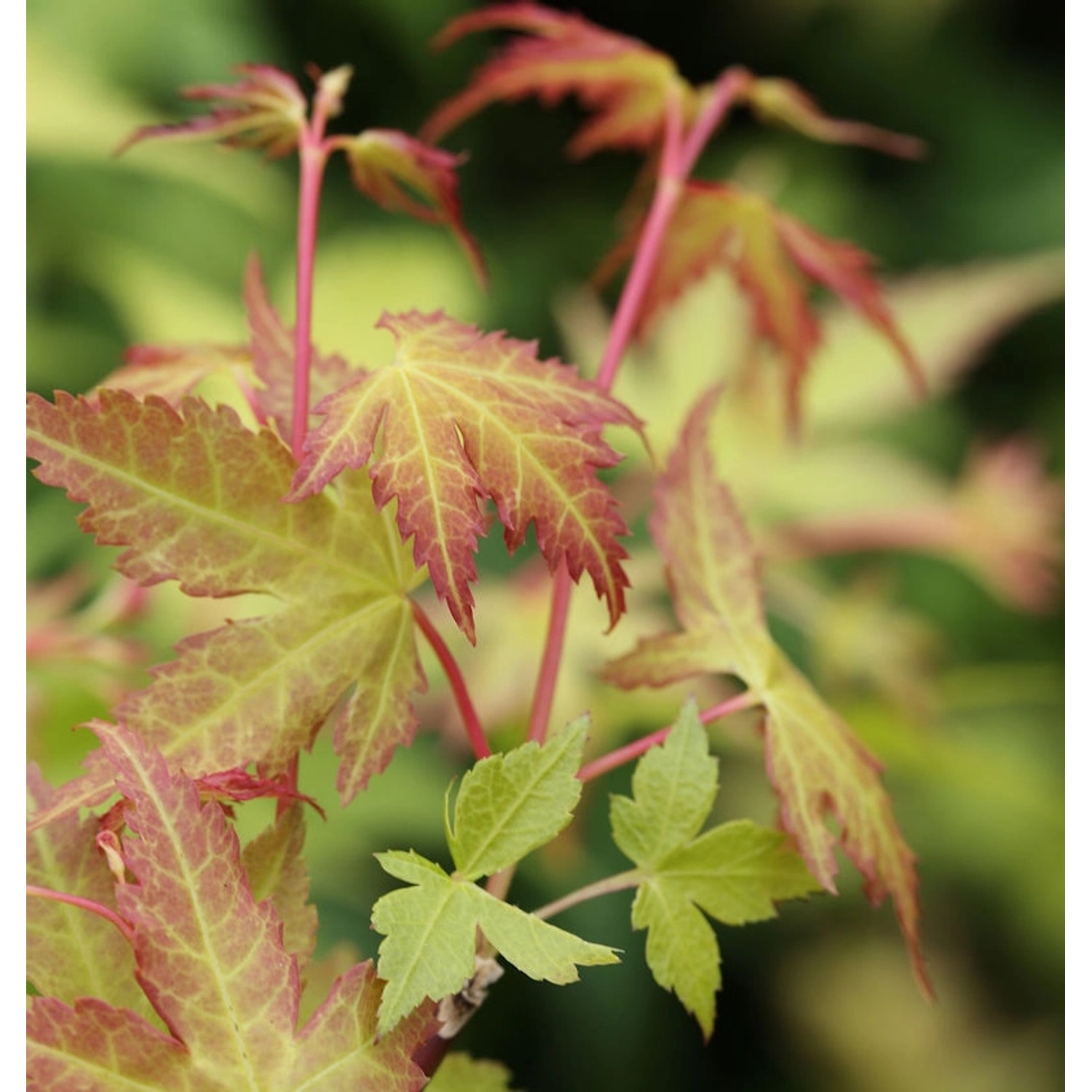 Hochstamm Fächerahorn Katsura 60-80cm - Acer palmatum günstig online kaufen