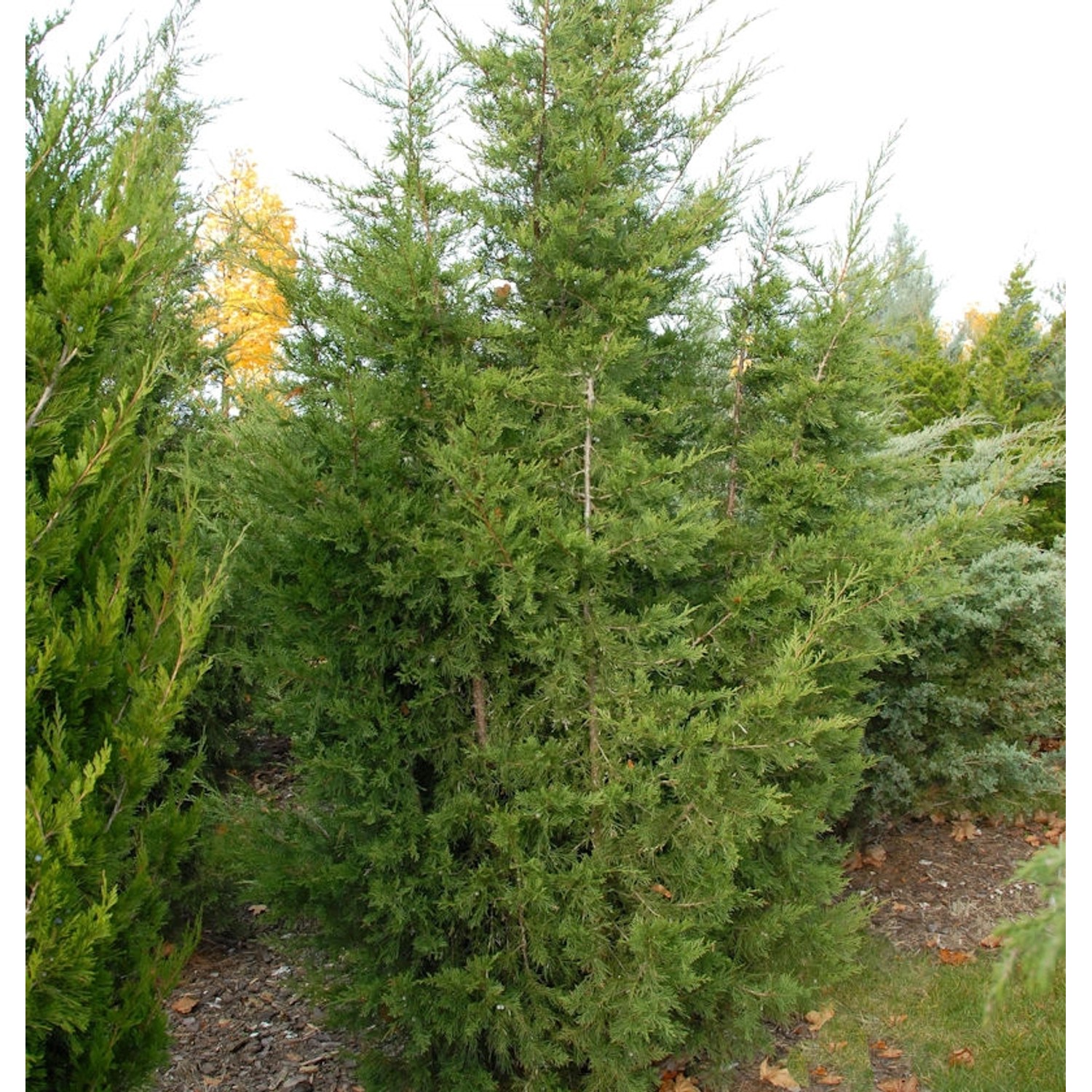 Blaureif Wacholder 60-80cm - Juniperus virginiana günstig online kaufen