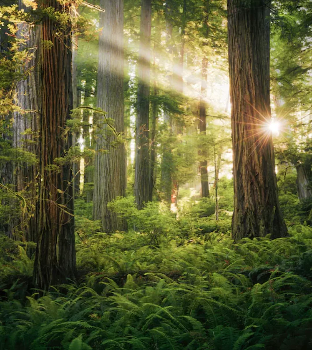 KOMAR Vlies Fototapete - Goblins Woods - Größe 250 x 280 cm mehrfarbig günstig online kaufen