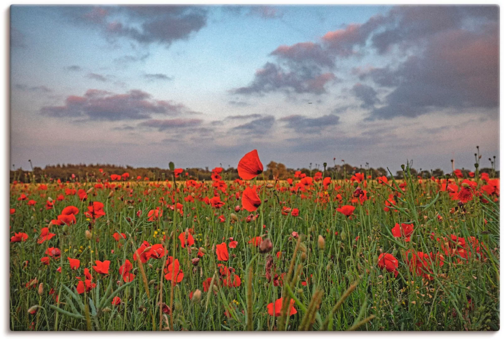 Artland Wandbild "Mohnblumenfeld", Blumenwiese, (1 St.), als Leinwandbild i günstig online kaufen