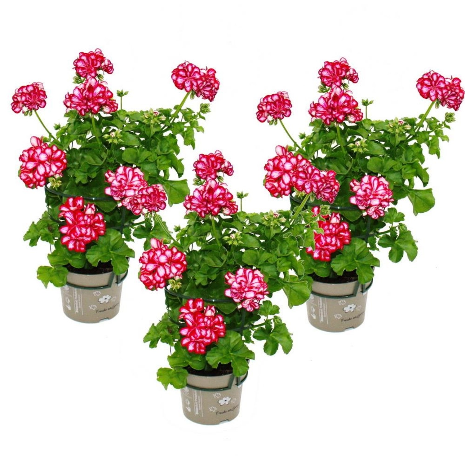 Exotenherz Geranien Hängend Pelargonium Peltatum 12cm Topf Set mit 3 Pflanz günstig online kaufen