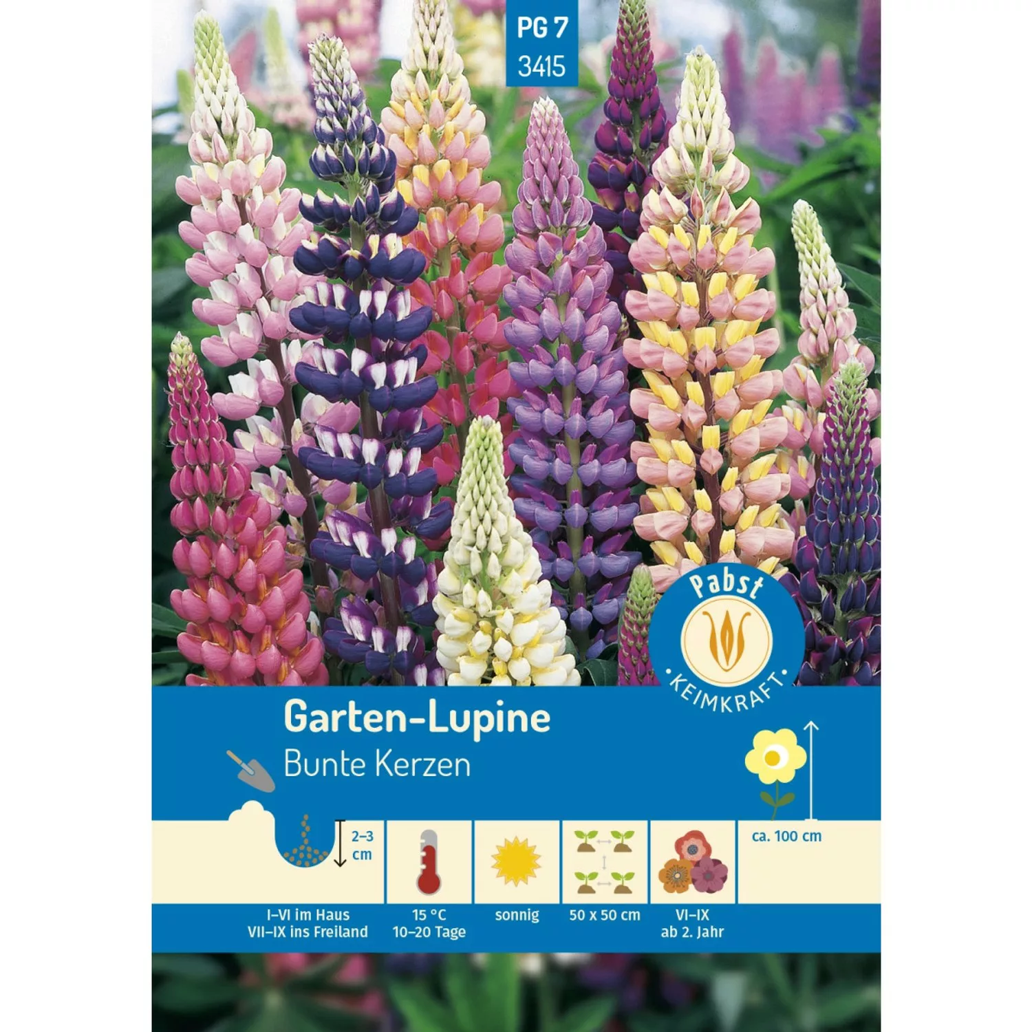 Pabst Keimkraft Lupine Bunte Kerzen Saatgut günstig online kaufen