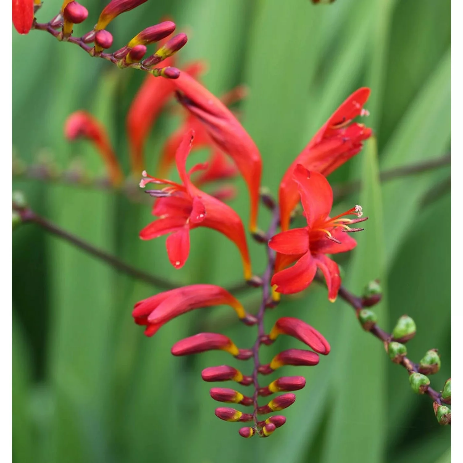 Garten Monbretie Lucifer - großer Topf - Crocosmia masoniorum günstig online kaufen