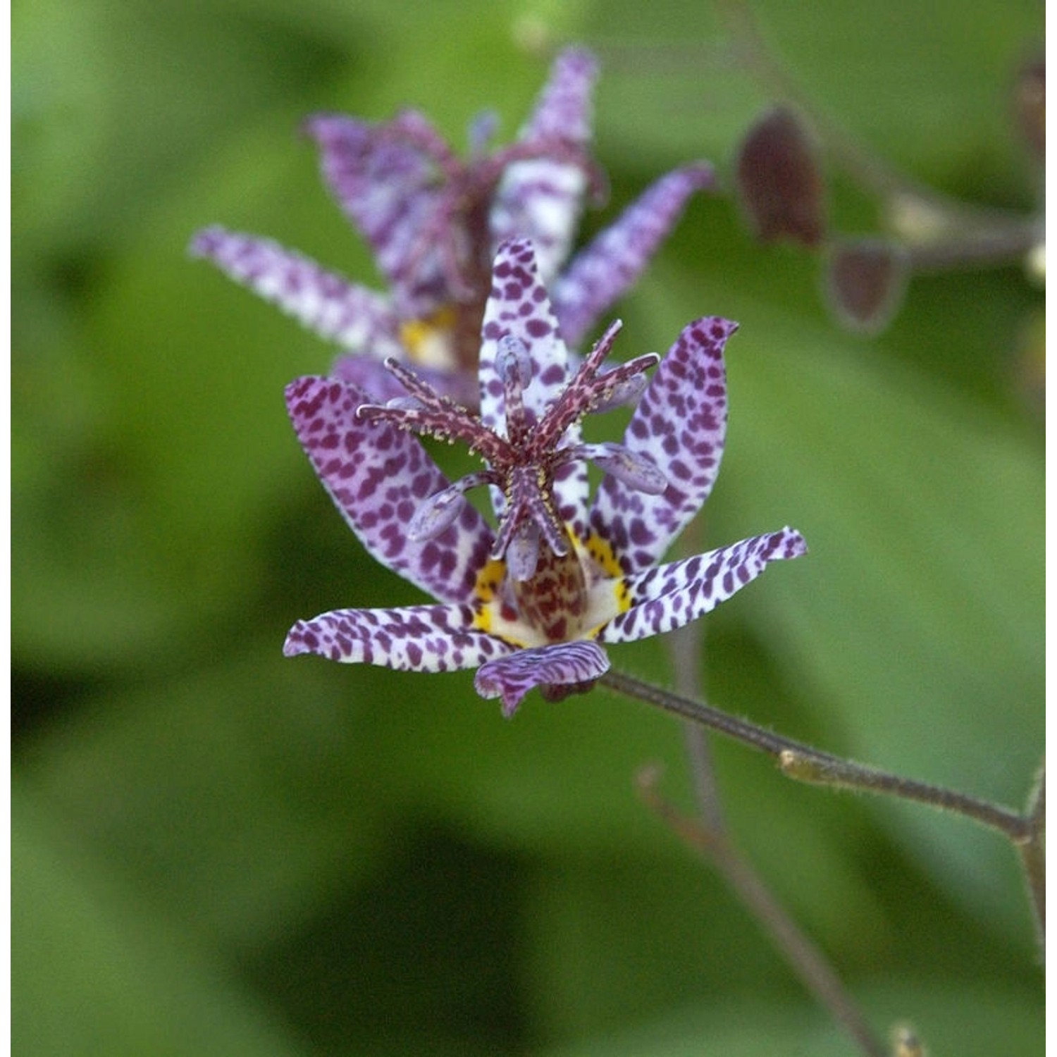 Japanische Krötenlilie - Tricyrtis hirta günstig online kaufen