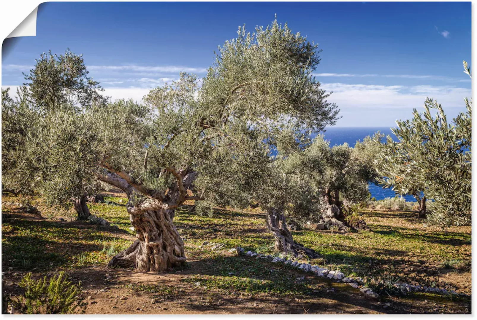 Artland Wandbild »Olivenhain in der Serra de Tramuntana«, Küstenbilder, (1 günstig online kaufen