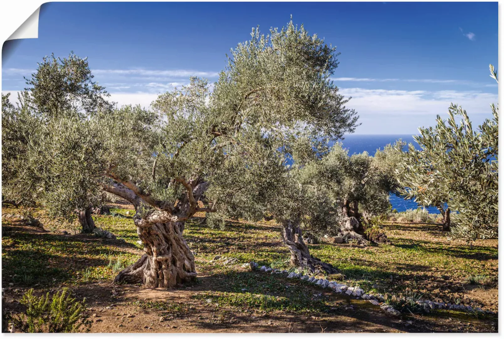 Artland Wandbild "Olivenhain in der Serra de Tramuntana", Küstenbilder, (1 günstig online kaufen